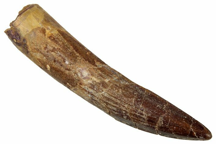 Fossil Spinosaurus Tooth - Real Dinosaur Tooth #333438